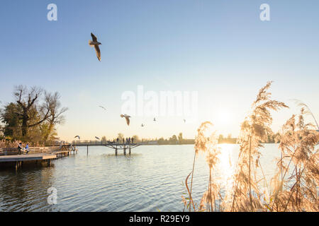 Wien, Wien: altarm Alte Donau (Alte Donau), Leute an der Promenade am Seeufer, fliegende Möwen im 22. Donaustadt, Wien, Österreich Stockfoto