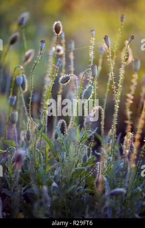 Abstrakte Bild - schöne Mohnfeld im Sonnenuntergang Stockfoto