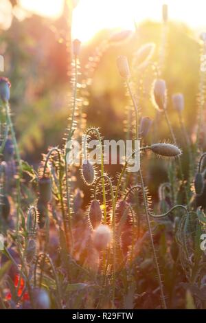Abstrakte Bild - schöne Mohnfeld im Sonnenuntergang Stockfoto