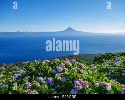 Bild von Hortensien mit Blick auf das Meer und den Berg Pico Azoren Portugal Europa Stockfoto