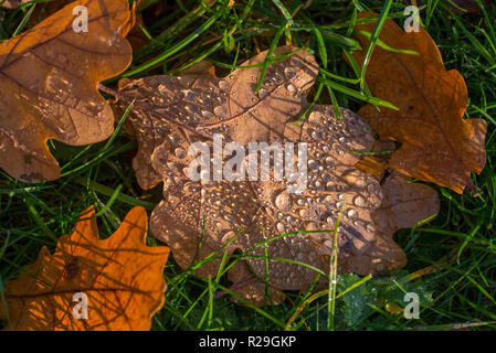 Herbst-Herbst Stockfoto