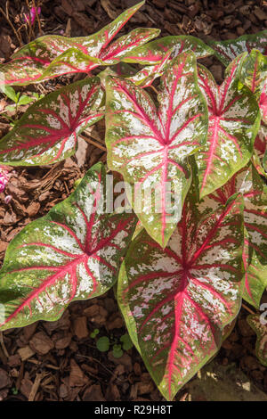 Caladium Pflanze mit einzigartigen bunte Blätter in einen Garten. Stockfoto
