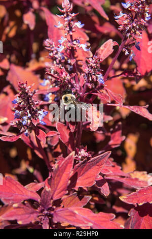 Nahaufnahme des gemeinsamen Bumblebee sammeln Pollen von blühenden Pflanze in Lexington, Kentucky Stockfoto