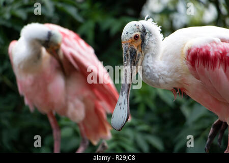 Das Paar der Rosalöffler (Platalea Ajaja) in der Natur. Stockfoto
