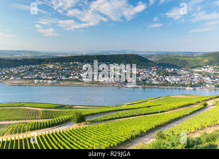 Weinberge und den Rhein, Rüdesheim, Rheinland-Pfalz, Deutschland Stockfoto