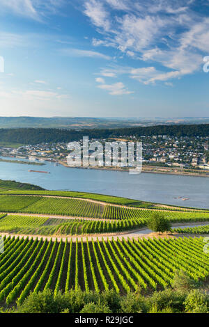 Weinberge und den Rhein, Rüdesheim, Rheinland-Pfalz, Deutschland Stockfoto