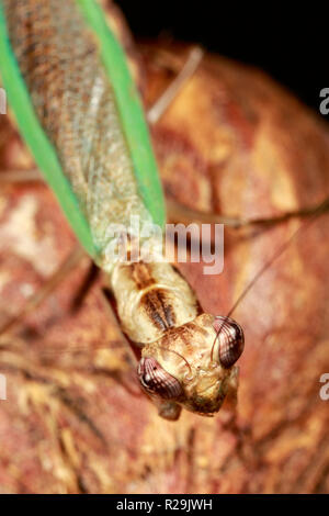 Mantis (Ephestiasula sp.) Stockfoto