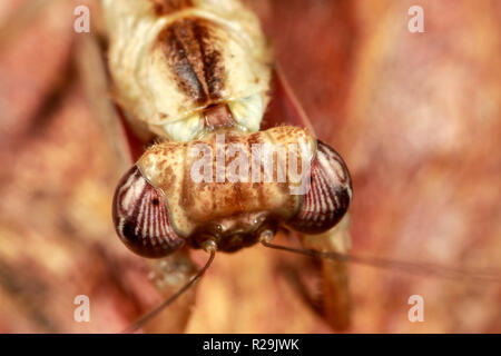 Mantis (Ephestiasula sp.) Stockfoto