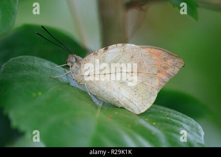 Große Orange Tip Schmetterling (Hebomoia glaucippe) Stockfoto