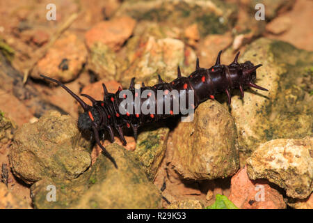 Pfeifenwinde Swallowtail Caterpillar - Battus philenor auf dem Boden. Stockfoto