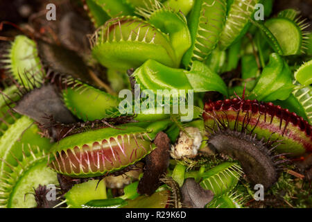 Venusfliegenfalle (Dionaea muscipula) Stockfoto