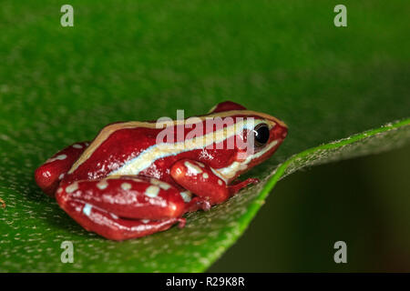 Phantasmal pfeilgiftfrosch oder Phantasmatische Gift - Pfeil Frosch (Epipedobates tricolor) auf Blatt Stockfoto
