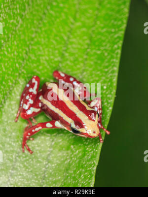 Phantasmal pfeilgiftfrosch oder Phantasmatische Gift - Pfeil Frosch (Epipedobates tricolor) auf Blatt Stockfoto