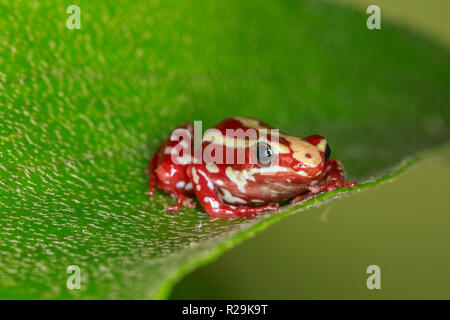 Phantasmal pfeilgiftfrosch oder Phantasmatische Gift - Pfeil Frosch (Epipedobates tricolor) auf Blatt Stockfoto