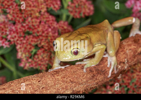 Wächserne Laubfrosch (Phyllomedusa sauvagii) auf Zweig Stockfoto