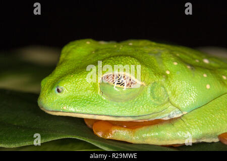 Rotäugigen Baumfrosch (Agalychnis Callidryas) Stockfoto