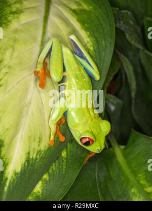 Rotäugigen Baumfrosch (Agalychnis Callidryas) Stockfoto
