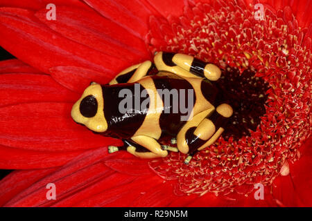 Gelb gebändert Pfeilgiftfrosch (Dendrobates leucomelas) an der roten Blume (gerbera Daisy) Stockfoto