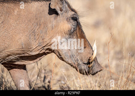 Gemeinsame Warzenschwein (Phacochoeerus africanus) in Kenia, Ostafrika Stockfoto