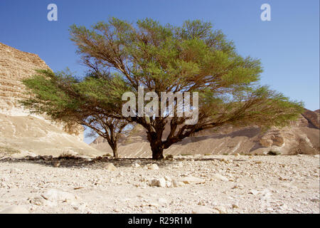 Akazie in der Wüste Negev Stockfoto