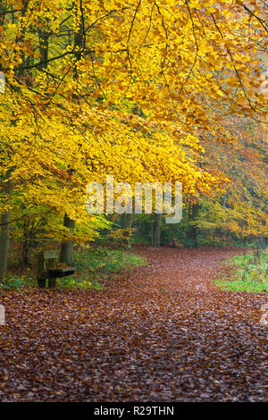 Herbstfarben in Buche gefüttert woodland Pfad mit Sitzbank. Queenswood Country Park Herefordshire UK. November 2018 Stockfoto