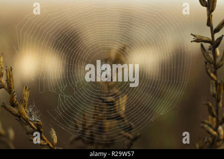 Trockenes Gras und Spinnennetz mit Tautropfen auf einem unscharfen Hintergrund Stockfoto