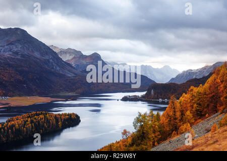 Luftaufnahme auf Herbst Silsersee (Silsersee) in den Schweizer Alpen. Bunte Wald mit orange Lärche und schneebedeckten Bergen im Hintergrund. Schweiz Stockfoto