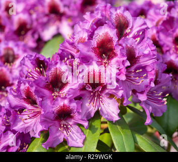 Rhododendron Hybride Orakel (Rhododendron hybride) Stockfoto