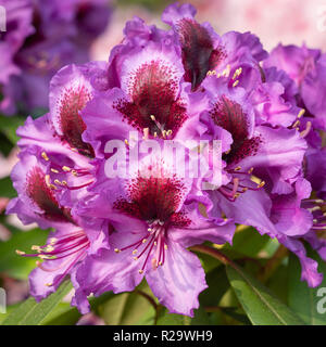 Rhododendron Hybride Orakel (Rhododendron hybride) Stockfoto