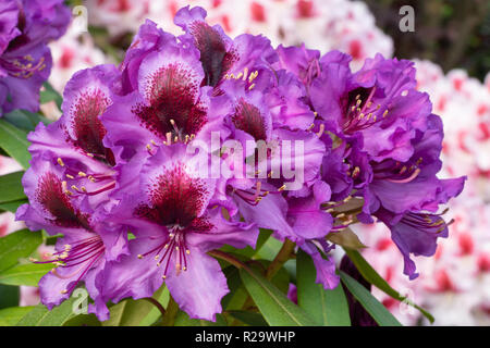 Rhododendron Hybride Orakel (Rhododendron hybride) Stockfoto