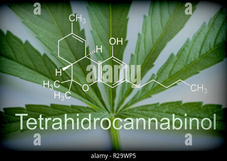 Marihuana Blatt chemische Zusammensetzung von Tetrahydrocannabinol, konzeptionelle Bild Stockfoto