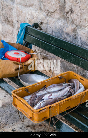 Frisch Fisch in einer Box vom Fischer Boot nach seiner Rückkehr aus dem Meer gefangen Stockfoto