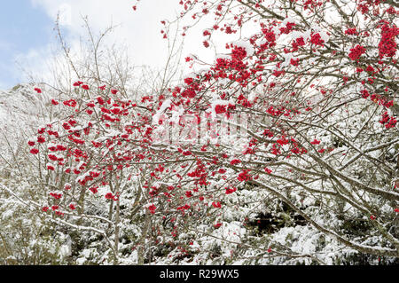 rote Beeren unter Schnee, Schnee, Hintergrund, Eberesche, Weißdorn Stockfoto