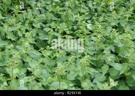 Bereich der Brennessel Urtica dioica Stockfoto