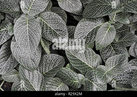 Laub der Nerv anlage Fittonia albivenis Stockfoto