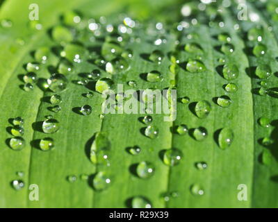 Nahaufnahme auf Regentropfen auf einem grünen Hosta Blatt Stockfoto