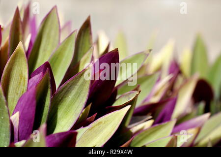 Die lila Laub auf einem Rhoea spathacea Anlage Stockfoto