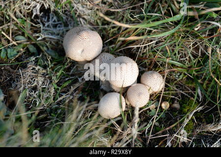 Ein Büschel des jungen Bovisten auf Grünland Felswand, Gower UK mit zentralen Schwellung am Punkt der Freisetzung von Sporen. Stockfoto