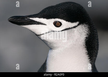 Nahaufnahme portrait Seite auf Der zügelpinguin Half Moon Island antarktischen Halbinsel Antarktis Stockfoto