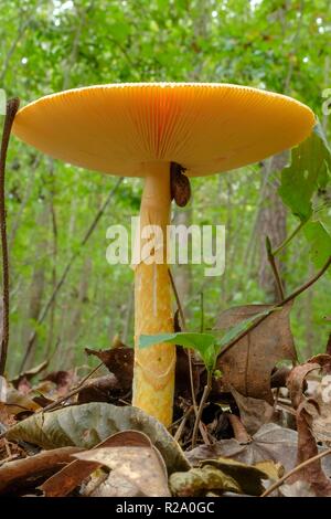 Eine Schnecke schlemmen auf einem hohen amerikanischen Caesars Pilz, Amanita jacksonii im Wald bei Yates Mühle County Park in Raleigh North Carolina Stockfoto