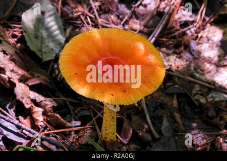 Eine ausgereifte's American Caesars Pilz, Amanita jacksonii mit schönen Rot-orange Kappe an Yates Mühle County Park in Raleigh North Carolina Stockfoto