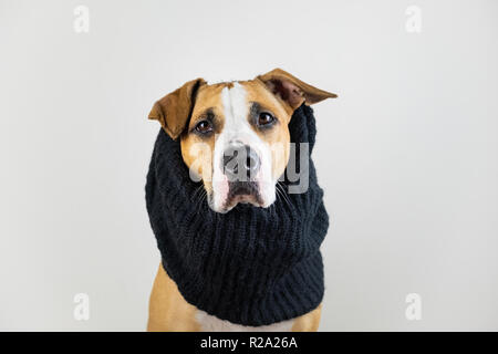 Hund in warme Kleidung Konzept. Cute pitbull Welpen in schwarz Schal im Studio Hintergrund Stockfoto