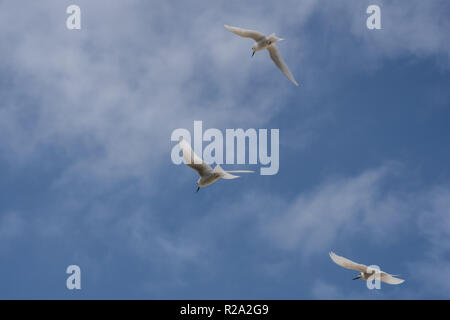 Weiß feenseeschwalbe. (Gygis alba) Seychellen Stockfoto