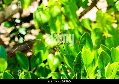 Seychellen Red-legged Golden orb Web spider (inaurata Nephila madagascariensis). Palm Spider Stockfoto