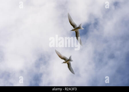 Weiß feenseeschwalbe. (Gygis alba) Seychellen Stockfoto