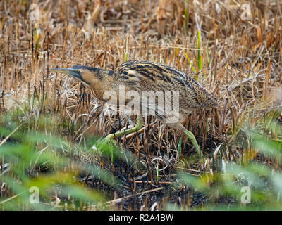 Rohrdommel Botaurus stellaris Fütterung Minsmere RSPB Reservat Suffolk November Stockfoto