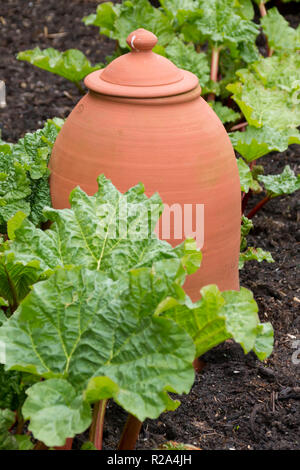 Terrakotta Rhabarber forcer in einem ummauerten Gemüsegarten in Wales, Großbritannien Stockfoto