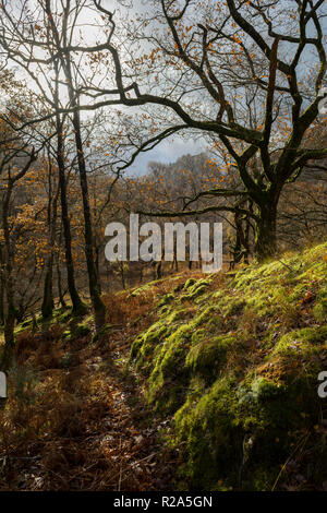 Borrowdale Wald im Herbst in Richtung Schloss Crag - Lake District, England suchen Stockfoto