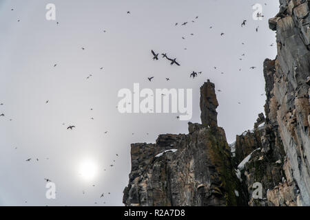 Kolonie von Thick-billed murre oder Brünnich's Trottellumme (Uria lomvia), Spitzbergen Stockfoto