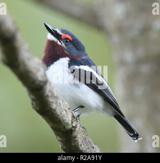 Eine weibliche Brown-throated wattle - Auge (Platysteira cyanea). Bwindi Bwindi Nationalpark, Uganda. Stockfoto